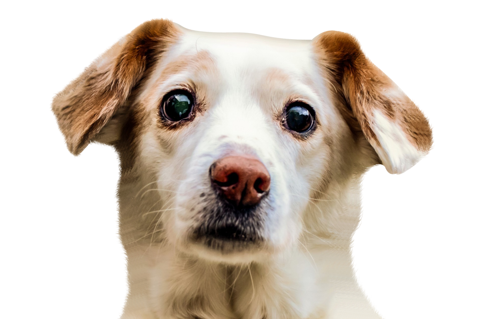 Surrender Creegan Canine Rescue